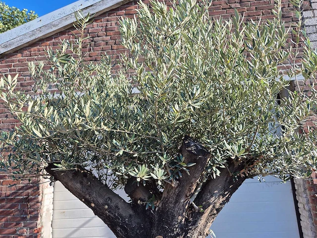Olijfboom old skin - olea europaea - ca. 50 jaar oud - hoogte ca. 250 cm - afbeelding 3 van  6