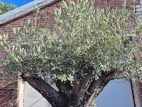 Olijfboom old skin - olea europaea - ca. 50 jaar oud - hoogte ca. 250 cm - afbeelding 3 van  6