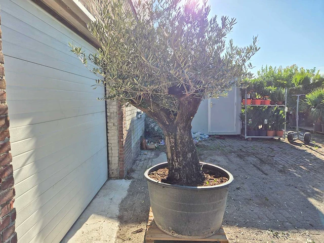 Olijfboom old skin - olea europaea - ca. 50 jaar oud - hoogte ca. 250 cm - afbeelding 4 van  6