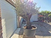 Olijfboom old skin - olea europaea - ca. 50 jaar oud - hoogte ca. 250 cm - afbeelding 4 van  6