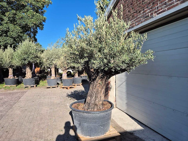 Olijfboom old skin - olea europaea - ca. 50 jaar oud - hoogte ca. 250 cm - afbeelding 5 van  6