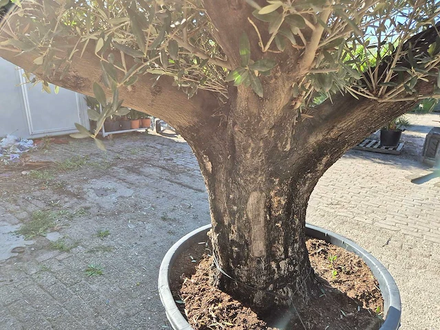 Olijfboom old skin - olea europaea - ca. 50 jaar oud - hoogte ca. 250 cm - afbeelding 6 van  6