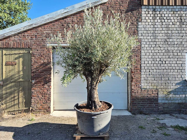 Olijfboom old skin - olea europaea - ca. 50 jaar oud - hoogte ca. 275 cm - afbeelding 1 van  6