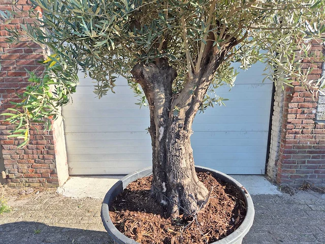 Olijfboom old skin - olea europaea - ca. 50 jaar oud - hoogte ca. 275 cm - afbeelding 2 van  6
