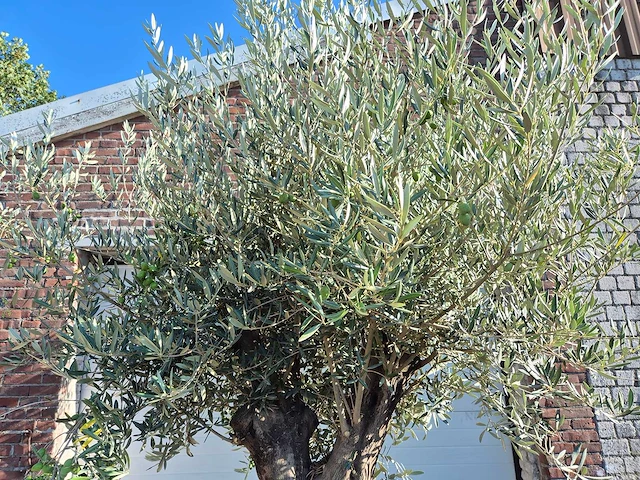 Olijfboom old skin - olea europaea - ca. 50 jaar oud - hoogte ca. 275 cm - afbeelding 3 van  6