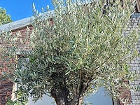 Olijfboom old skin - olea europaea - ca. 50 jaar oud - hoogte ca. 275 cm - afbeelding 3 van  6