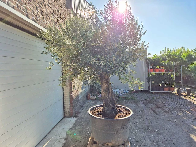 Olijfboom old skin - olea europaea - ca. 50 jaar oud - hoogte ca. 275 cm - afbeelding 4 van  6