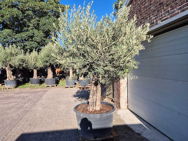 Olijfboom old skin - olea europaea - ca. 50 jaar oud - hoogte ca. 275 cm - afbeelding 5 van  6