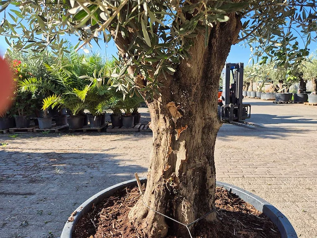 Olijfboom old skin - olea europaea - ca. 50 jaar oud - hoogte ca. 275 cm - afbeelding 6 van  6