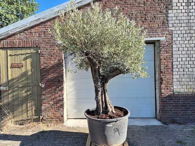 Olijfboom old skin - olea europaea - ca. 50 jaar oud - hoogte ca. 275 cm - afbeelding 1 van  6