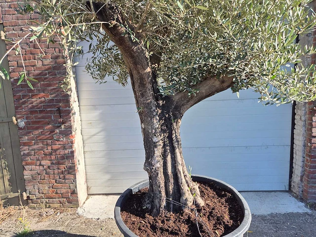 Olijfboom old skin - olea europaea - ca. 50 jaar oud - hoogte ca. 275 cm - afbeelding 2 van  6