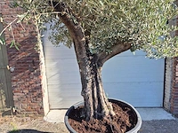 Olijfboom old skin - olea europaea - ca. 50 jaar oud - hoogte ca. 275 cm - afbeelding 2 van  6