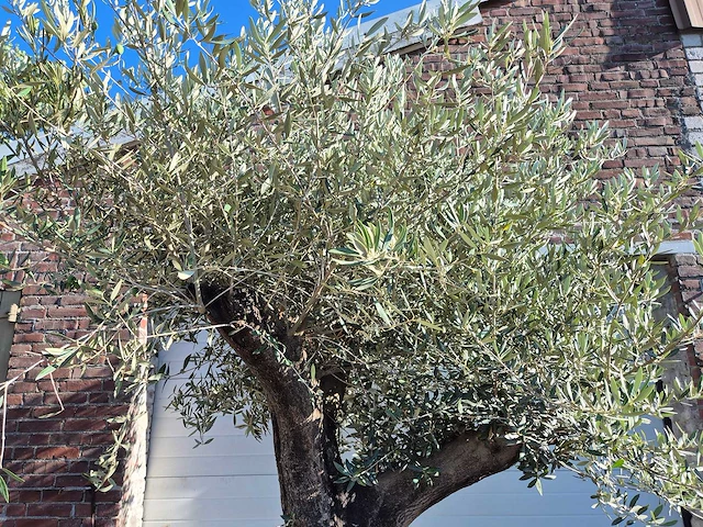 Olijfboom old skin - olea europaea - ca. 50 jaar oud - hoogte ca. 275 cm - afbeelding 3 van  6