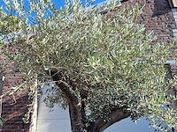 Olijfboom old skin - olea europaea - ca. 50 jaar oud - hoogte ca. 275 cm - afbeelding 3 van  6