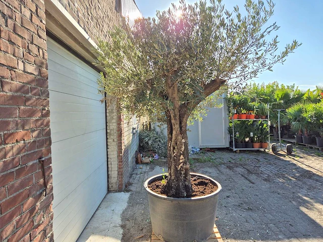 Olijfboom old skin - olea europaea - ca. 50 jaar oud - hoogte ca. 275 cm - afbeelding 4 van  6