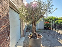Olijfboom old skin - olea europaea - ca. 50 jaar oud - hoogte ca. 275 cm - afbeelding 4 van  6
