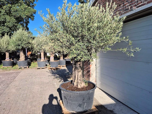 Olijfboom old skin - olea europaea - ca. 50 jaar oud - hoogte ca. 275 cm - afbeelding 5 van  6