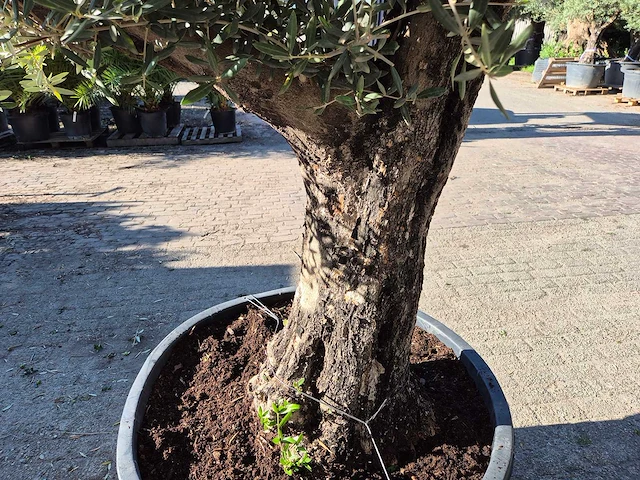 Olijfboom old skin - olea europaea - ca. 50 jaar oud - hoogte ca. 275 cm - afbeelding 6 van  6