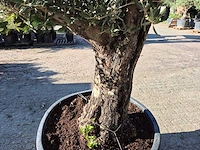 Olijfboom old skin - olea europaea - ca. 50 jaar oud - hoogte ca. 275 cm - afbeelding 6 van  6