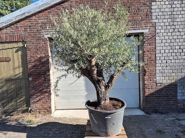 Olijfboom old skin - olea europaea - ca. 50 jaar oud - hoogte ca. 275 cm - afbeelding 1 van  6