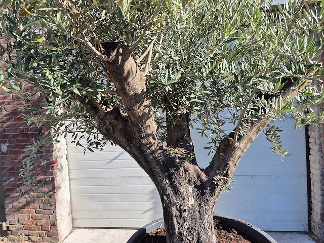 Olijfboom old skin - olea europaea - ca. 50 jaar oud - hoogte ca. 275 cm - afbeelding 2 van  6
