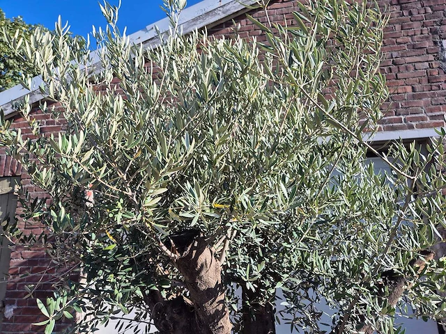 Olijfboom old skin - olea europaea - ca. 50 jaar oud - hoogte ca. 275 cm - afbeelding 3 van  6