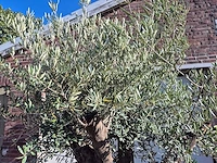 Olijfboom old skin - olea europaea - ca. 50 jaar oud - hoogte ca. 275 cm - afbeelding 3 van  6