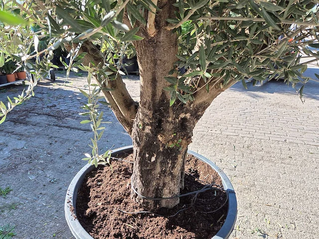 Olijfboom old skin - olea europaea - ca. 50 jaar oud - hoogte ca. 275 cm - afbeelding 4 van  6