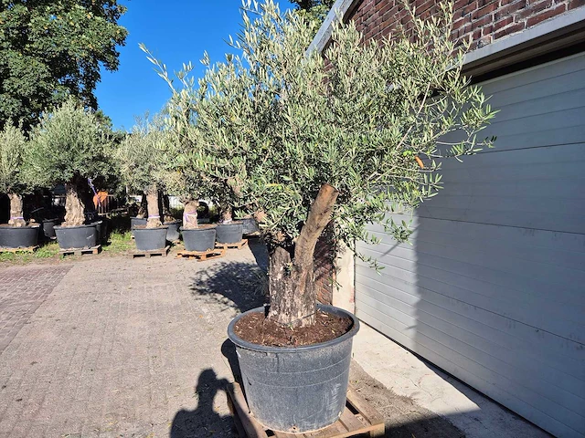 Olijfboom old skin - olea europaea - ca. 50 jaar oud - hoogte ca. 275 cm - afbeelding 6 van  6