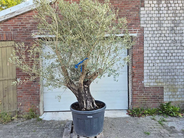 Olijfboom old skin - olea europaea - ca. 50 jaar oud - hoogte ca. 300 cm - afbeelding 1 van  5