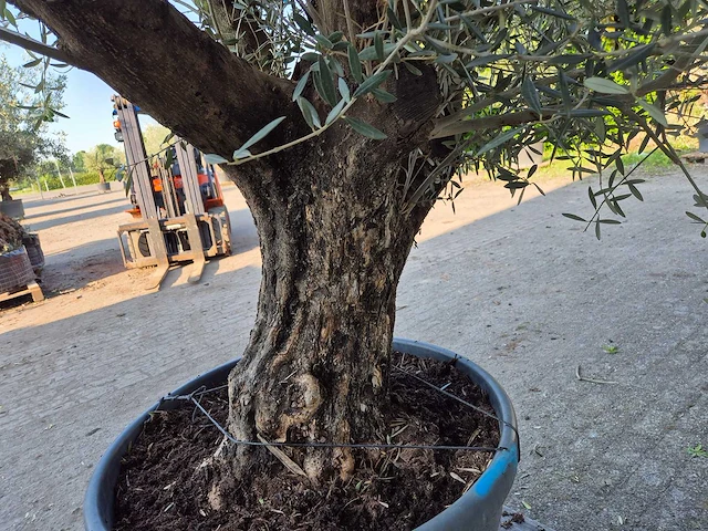 Olijfboom old skin - olea europaea - ca. 50 jaar oud - hoogte ca. 300 cm - afbeelding 2 van  5