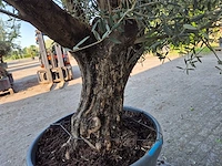 Olijfboom old skin - olea europaea - ca. 50 jaar oud - hoogte ca. 300 cm - afbeelding 2 van  5