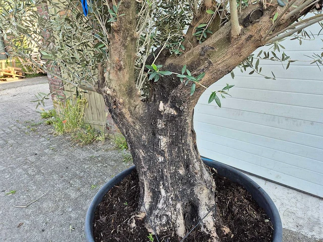 Olijfboom old skin - olea europaea - ca. 50 jaar oud - hoogte ca. 300 cm - afbeelding 3 van  5