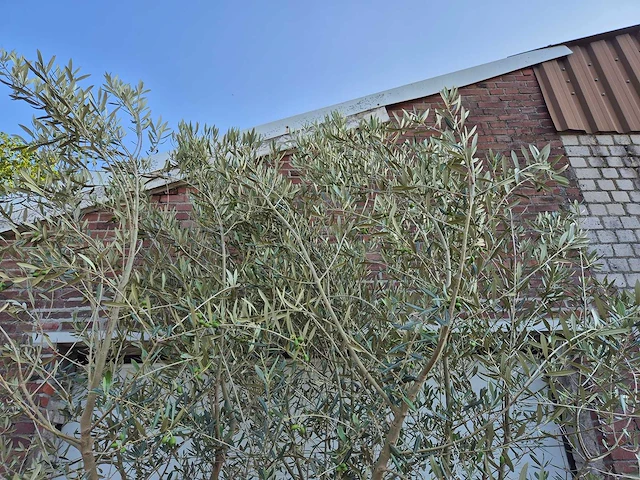 Olijfboom old skin - olea europaea - ca. 50 jaar oud - hoogte ca. 300 cm - afbeelding 4 van  5