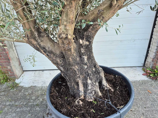 Olijfboom old skin - olea europaea - ca. 50 jaar oud - hoogte ca. 300 cm - afbeelding 5 van  5