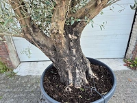 Olijfboom old skin - olea europaea - ca. 50 jaar oud - hoogte ca. 300 cm - afbeelding 5 van  5
