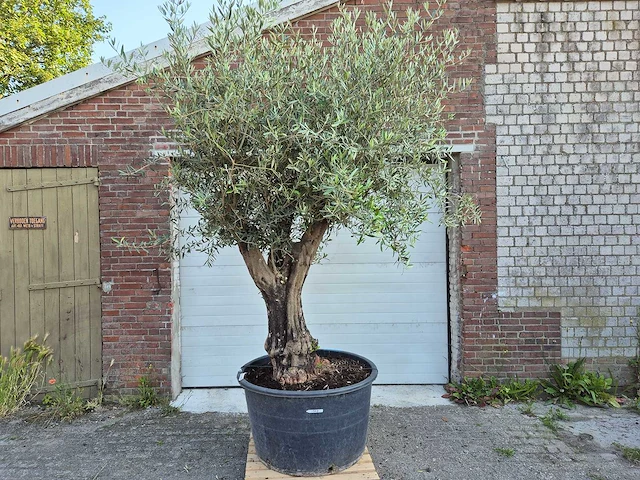 Olijfboom old skin - olea europaea - ca. 50 jaar oud - hoogte ca. 300 cm - afbeelding 1 van  6