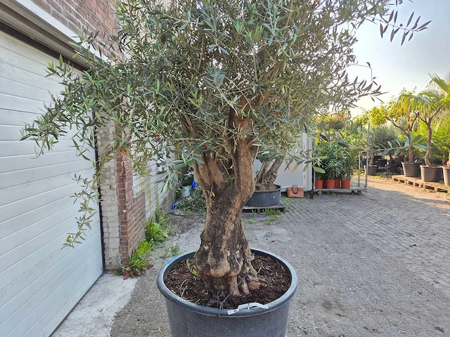 Olijfboom old skin - olea europaea - ca. 50 jaar oud - hoogte ca. 300 cm - afbeelding 2 van  6