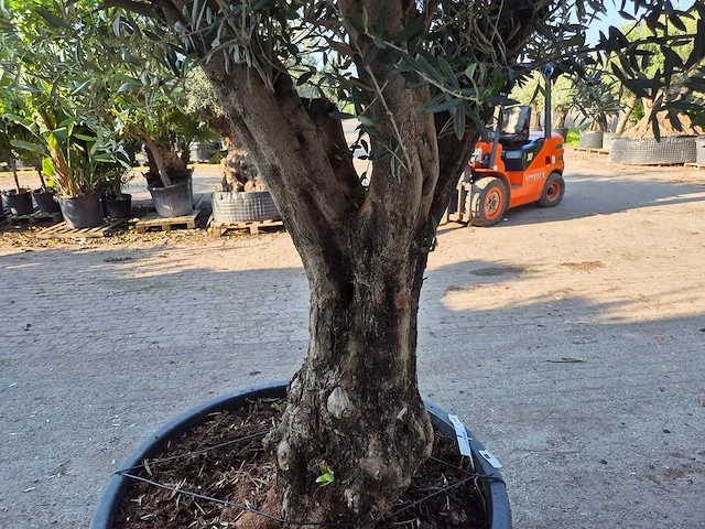 Olijfboom old skin - olea europaea - ca. 50 jaar oud - hoogte ca. 300 cm - afbeelding 3 van  6