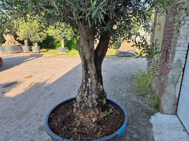 Olijfboom old skin - olea europaea - ca. 50 jaar oud - hoogte ca. 300 cm - afbeelding 4 van  6