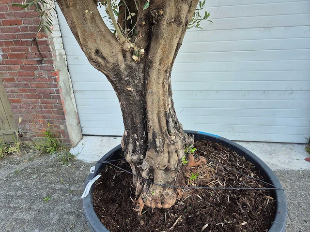 Olijfboom old skin - olea europaea - ca. 50 jaar oud - hoogte ca. 300 cm - afbeelding 5 van  6