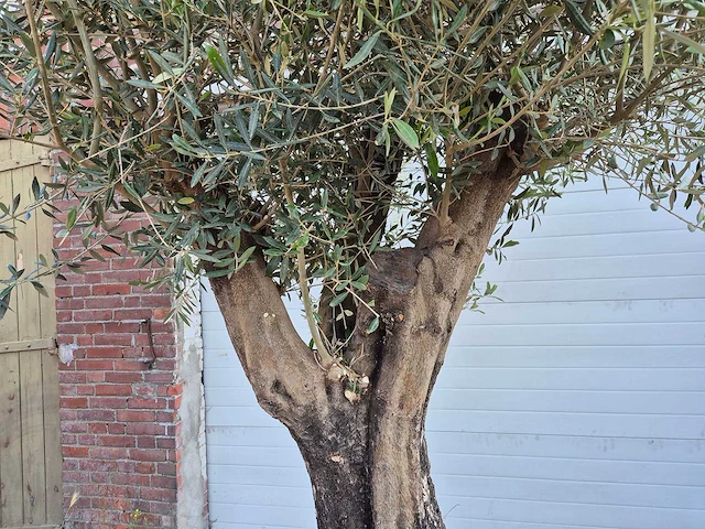 Olijfboom old skin - olea europaea - ca. 50 jaar oud - hoogte ca. 300 cm - afbeelding 6 van  6