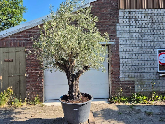 Olijfboom old skin - olea europaea - ca. 50 jaar oud - hoogte ca. 300 cm - afbeelding 1 van  6