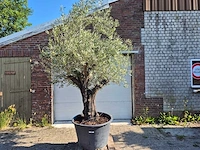 Olijfboom old skin - olea europaea - ca. 50 jaar oud - hoogte ca. 300 cm - afbeelding 1 van  6