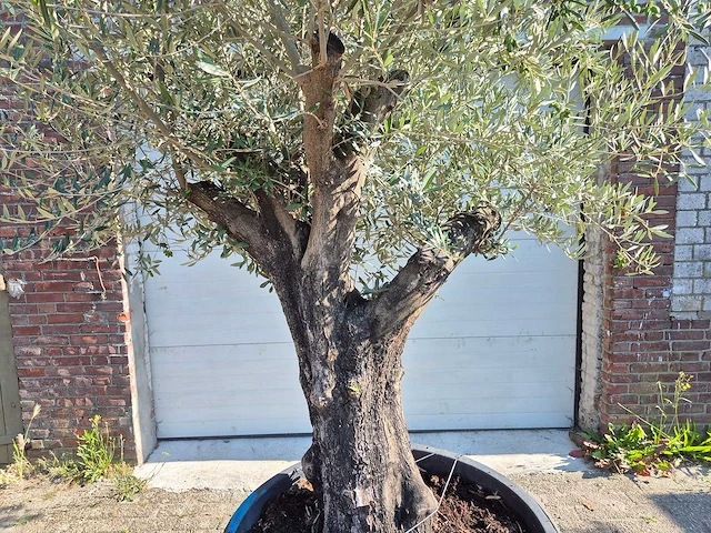 Olijfboom old skin - olea europaea - ca. 50 jaar oud - hoogte ca. 300 cm - afbeelding 2 van  6