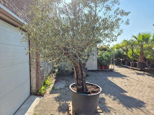 Olijfboom old skin - olea europaea - ca. 50 jaar oud - hoogte ca. 300 cm - afbeelding 3 van  6