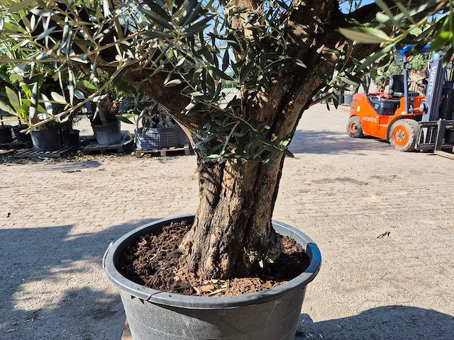 Olijfboom old skin - olea europaea - ca. 50 jaar oud - hoogte ca. 300 cm - afbeelding 4 van  6