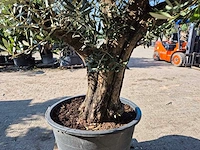 Olijfboom old skin - olea europaea - ca. 50 jaar oud - hoogte ca. 300 cm - afbeelding 4 van  6
