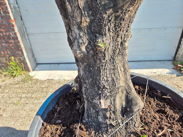Olijfboom old skin - olea europaea - ca. 50 jaar oud - hoogte ca. 300 cm - afbeelding 5 van  6