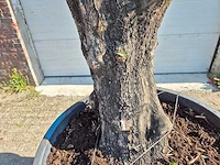 Olijfboom old skin - olea europaea - ca. 50 jaar oud - hoogte ca. 300 cm - afbeelding 5 van  6